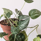 Silvery Ann Pothos (Scindapsus pictus) - 4 inch pot