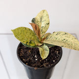 Ficus Elastica Shivereana 'Moonshine' - 4" pot