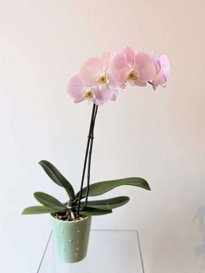 Phalaenopsis Orchid in Ceramic Pot