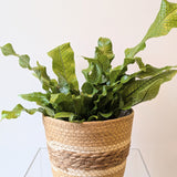 Natural Woven Seagrass Baskets