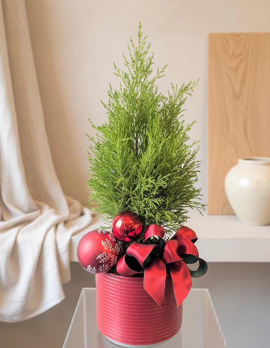 A lemon cypress tree in a red ceramic pot with a red bow, decorated with Christmas ornaments.