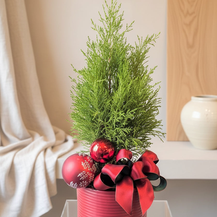 A lemon cypress tree in a red ceramic pot with a red bow, decorated with Christmas ornaments.