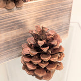 Ponderosa Pine Cones