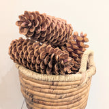 Sugar Pine Cones