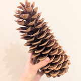 Sugar Pine Cones