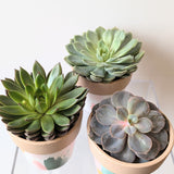 Springy Succulent Plant