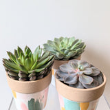 Springy Succulent Plant