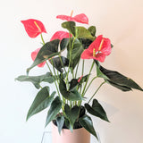 Blush & Bloom Anthurium