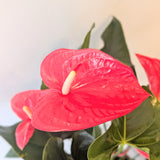 Blush & Bloom Anthurium