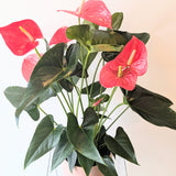 Blush & Bloom Anthurium