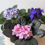 African Violet Plant (Saintpaulia) - 4" pot