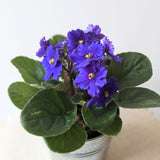 African Violet Plant (Saintpaulia) - 4" pot