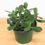 Jade (Crassula Ovata) - 6" pot
