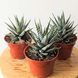 Zebra Plant (Haworthia Fasciata)