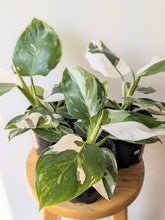Load image into Gallery viewer, 6&quot; White Wizard Philodendron (Philodendron erubescens &#39;White Wizard&#39;)