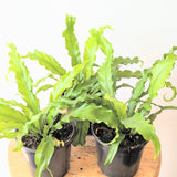 Bird's Nest fern (Asplenium nidus) - 4" pot