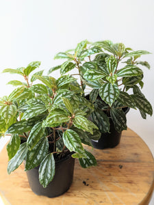 4" Aluminium Plant (Pilea cadierei)