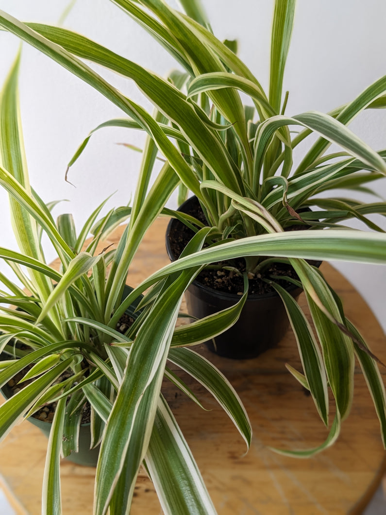 Spider Plant (Chlorophytum comosum) - 4