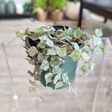Hoya Aloha (Hoya curtisii)
