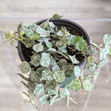 Hoya Aloha (Hoya curtisii)