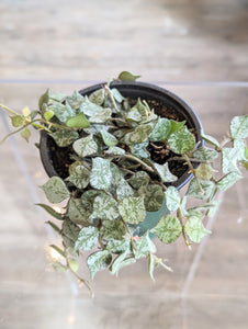 Hoya Curtisii - 4" pot