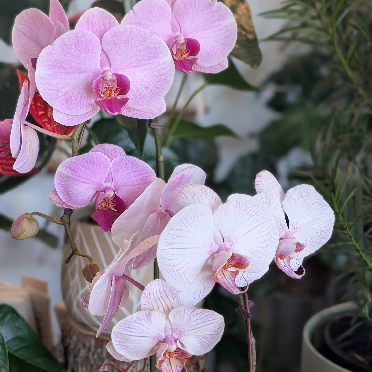 Phalaenopsis Orchid