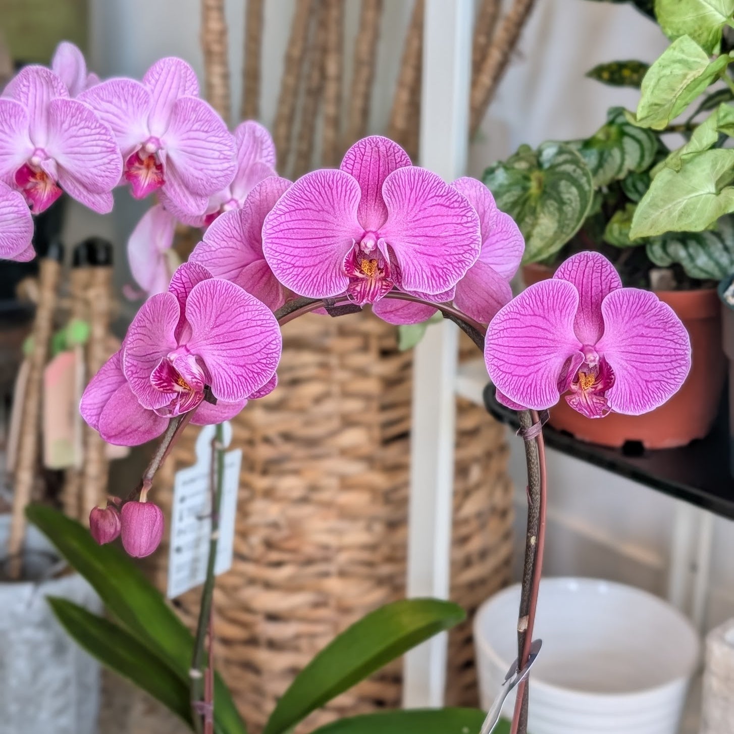 Phalaenopsis Orchid