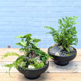 Zen Garden Plant Arrangement
