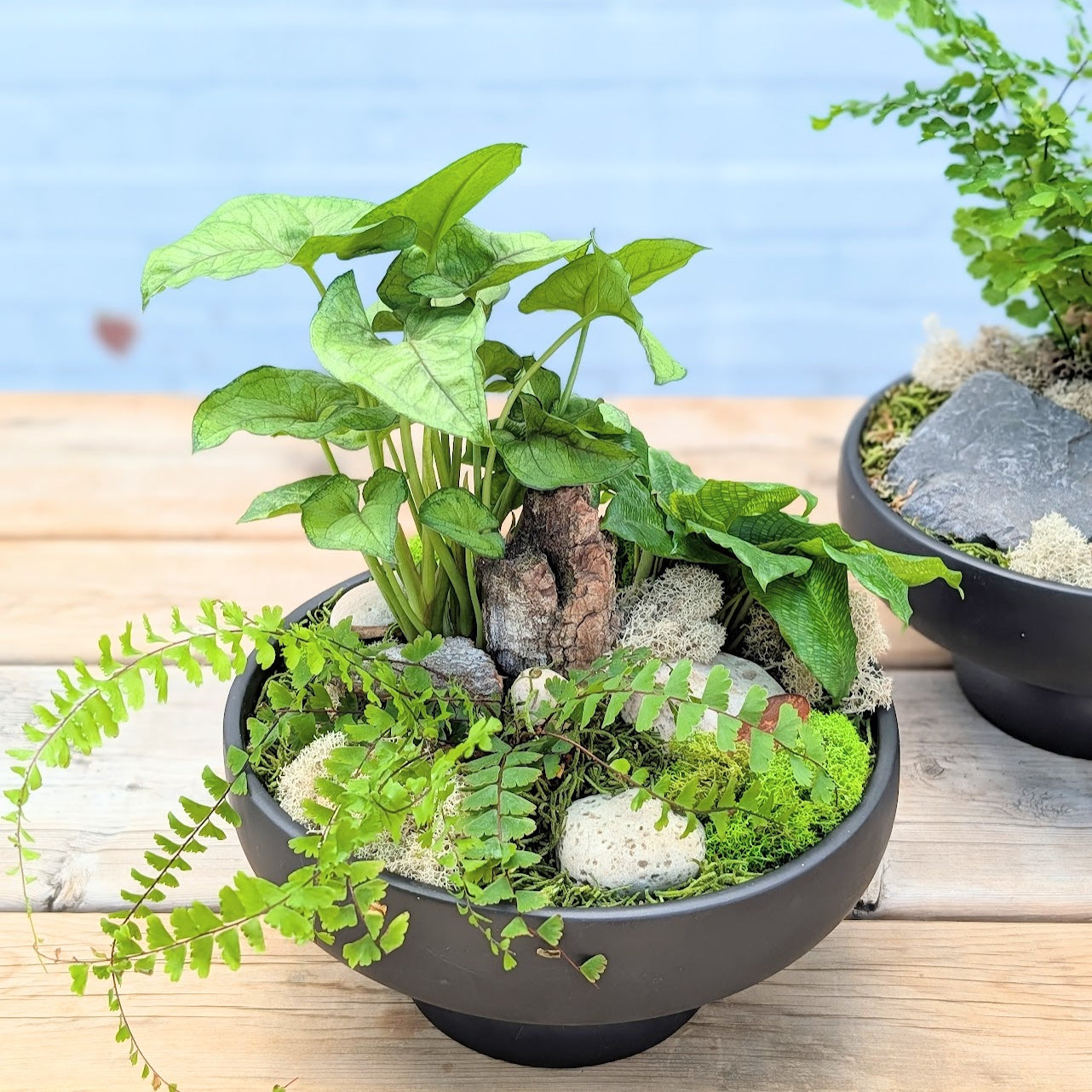 Zen Garden Plant Arrangement