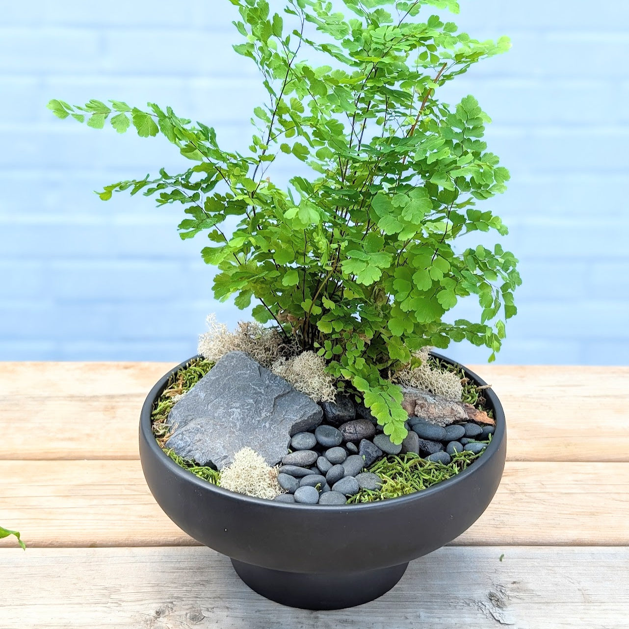 Zen Garden Plant Arrangement