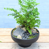 Zen Garden Plant Arrangement