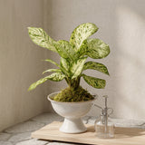 Elevated Kokedama