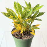 Croton Gold Dust (Codiaeum variegatum ‘Gold Dust’)