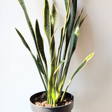 Sansevieria Laurentii (Snake Plant)