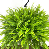 Boston Fern