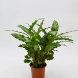 Calathea rufibarba 'Velvet Calathea' - 6" pot