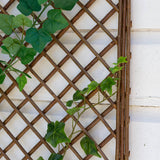 ARCH TRELLIS 6'