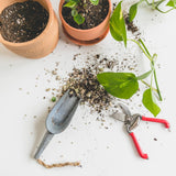 Repotting Service