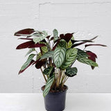 Never Never Plant (Ctenanthe setosa)