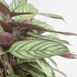 Never Never Plant (Ctenanthe setosa)