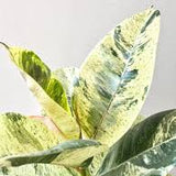 Rubber Tree 'Moonshine' (Ficus elastica 'Shivereana')