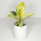 Rubber Tree 'Moonshine' (Ficus elastica 'Shivereana')