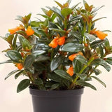 Goldfish Plant (Nemantanthus gregarius)