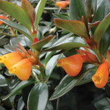 Goldfish Plant (Nemantanthus gregarius)