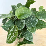 Satin Pothos (Scindapsus pictus)