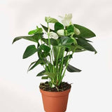 Flamingo Flower (Anthurium andraeanum)