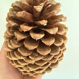 Jeffery Pine Cones