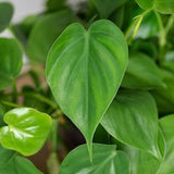 Heart Leaf Philodendron (Philodendron cordatum)
