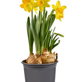 Daffodil Plant - 4" pot