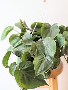 Heartleaf Philodendron (Philodendron hederaceum) - 6" hanging pot